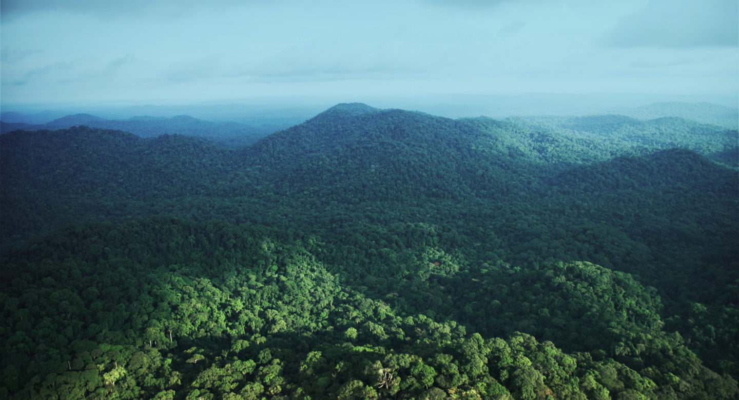 ARISE Africa maintaining forest in Gabon