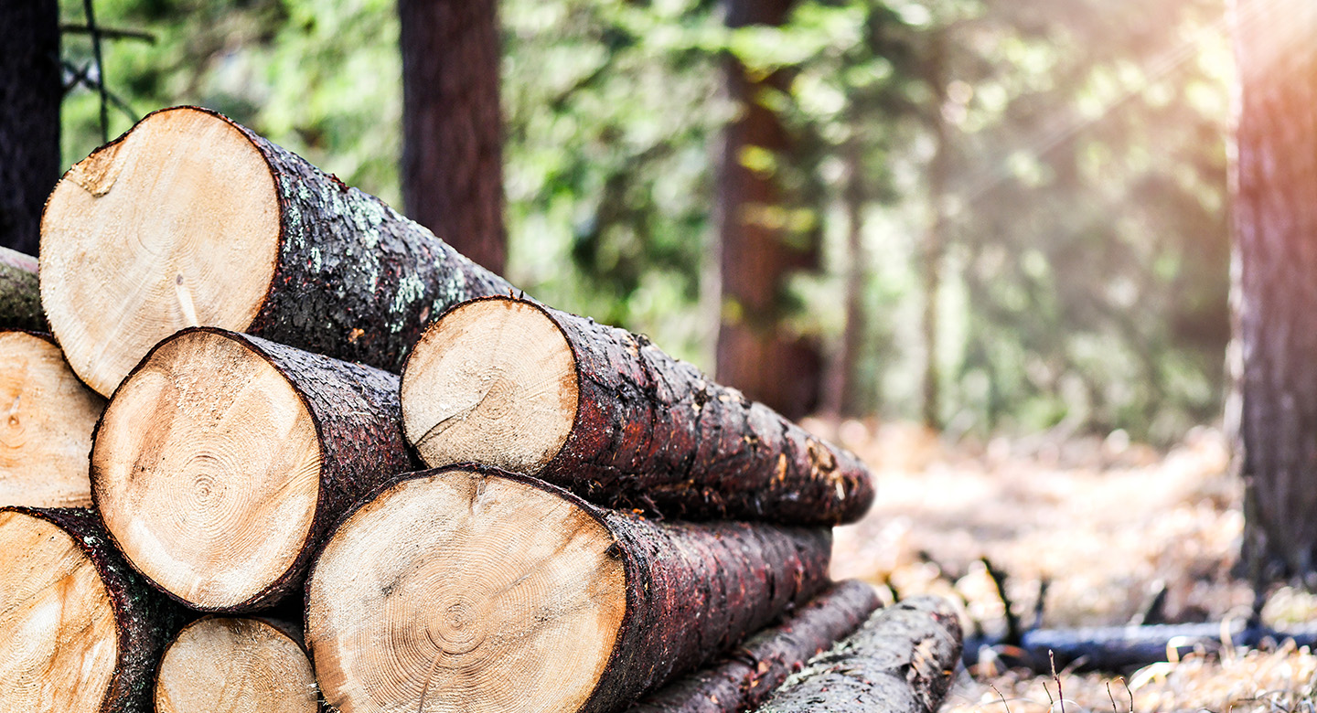 Gabon Forest Industry