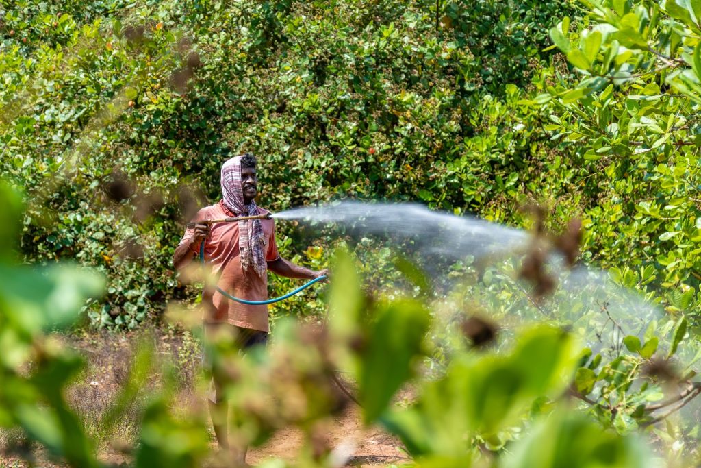 Cashew Industry in Benin