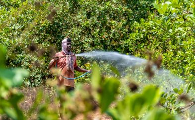 Cashew Industry in Benin